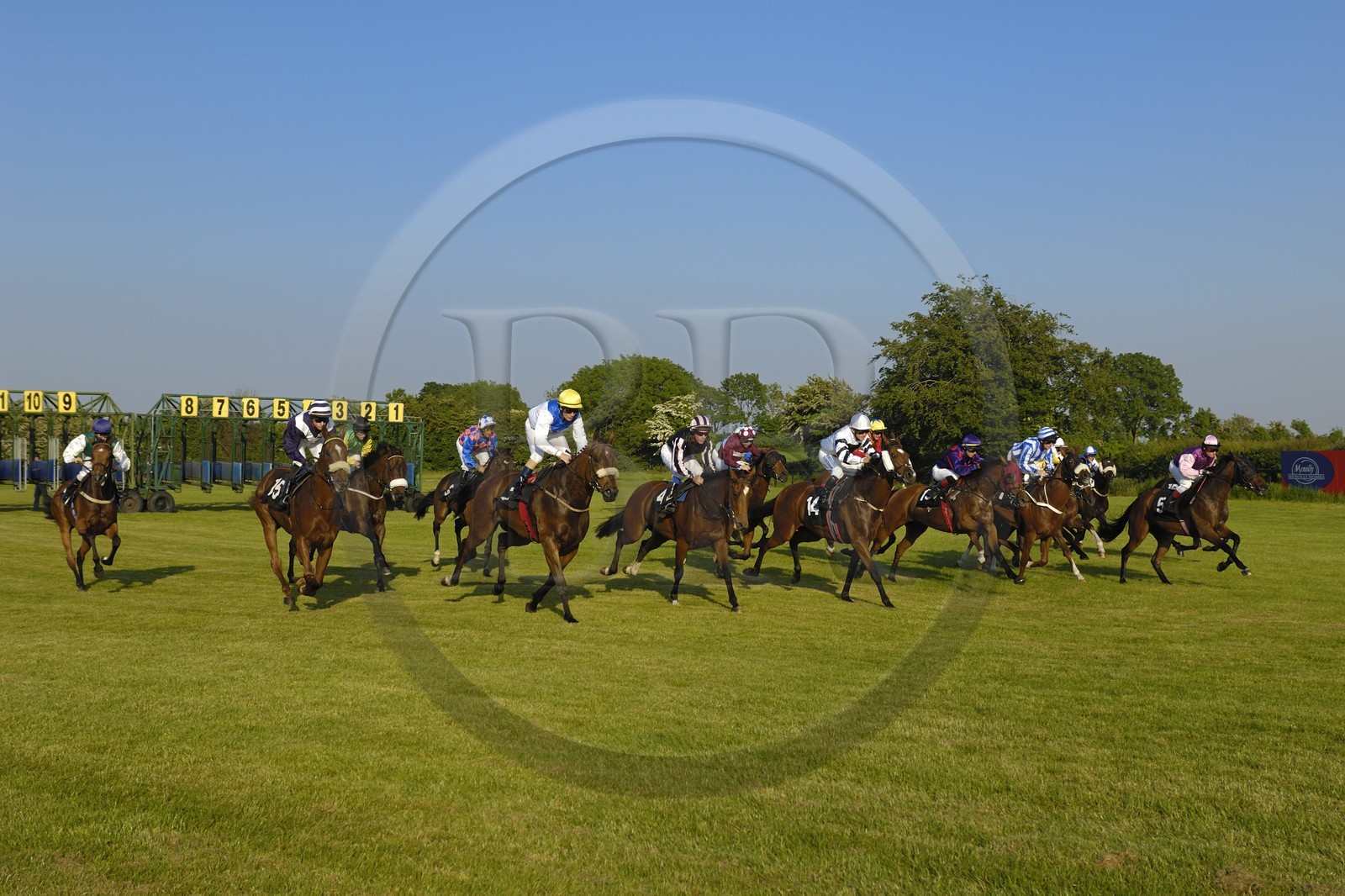 Irlande, Co. Meath, hippodrome de Fairyhouse, départ de la course