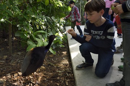 France, Paris (75), Le Parc zoologique de Paris (Zoo de Vincennes), restitution de la végétation tropicale dans la Grande Serre dans dans la biozone Guyane