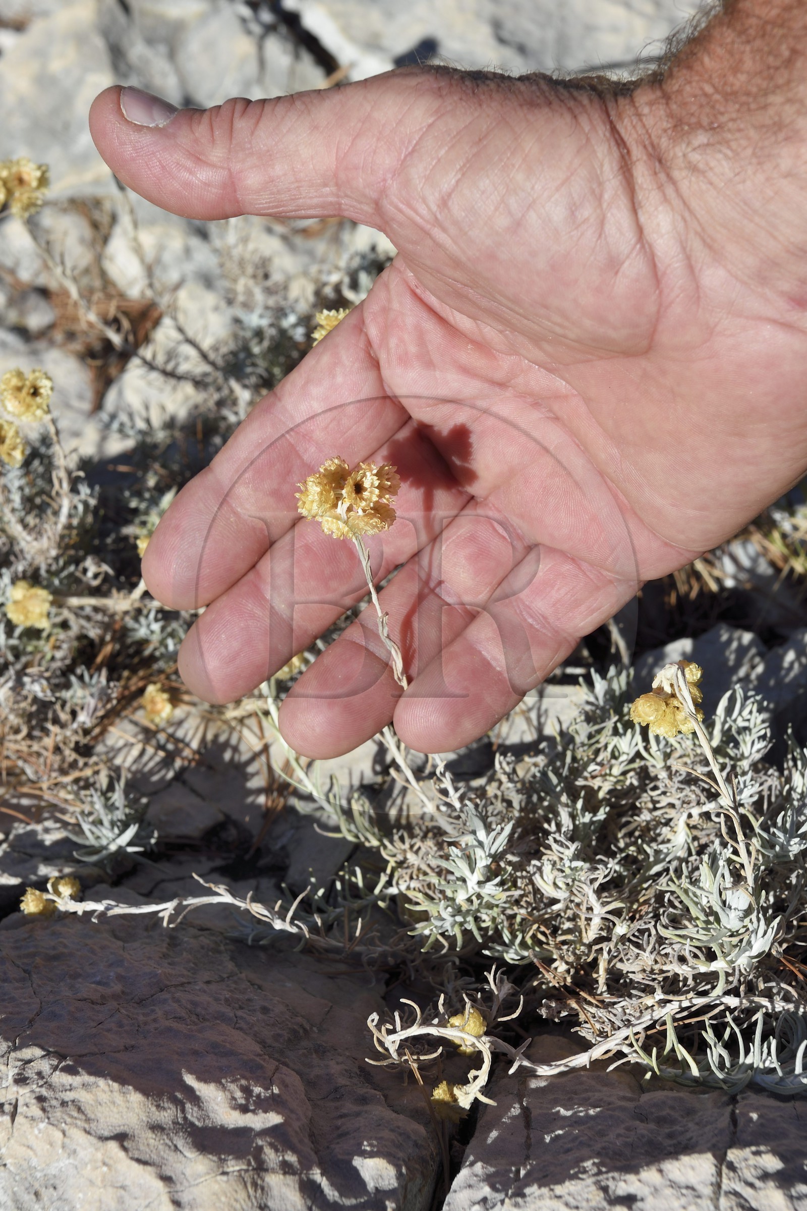 France, Bouches-du-Rhône (13), Marseille, Parc national des Calanques, Calanque d'En-Vau, immortelle commune (Helichrysum stoechas) (demande d'autorisation nécessaire avant publication)
