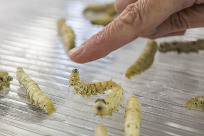 France, Gard, Monoblet, Atelier Sericyne is relaunching French sericulture, breeding silkworms and producing exceptional non-woven silk for the production of decorative objects