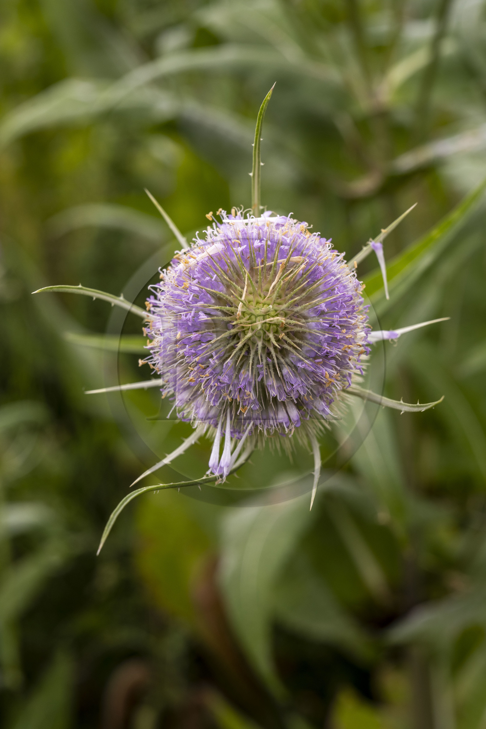 France, Alpes-Maritimes, Mouans-Sartoux, Gardens of the International Museum of Perfumery (Musée International de la Parfumerie - MIP), thistle