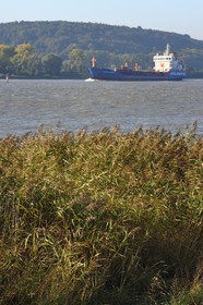 France, Seine Maritime, Natural Reserve of the Seine estuary, cargo ship going up the Seine to Rouen, the reed bed in the foreground