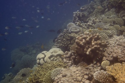 France, Mayotte island (French overseas department), Grande-Terre, Kani-Keli, coral reef towards the beach of N'Gouja