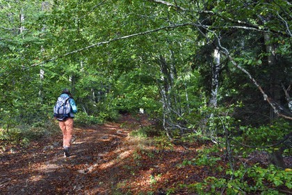France, Ardeche, parc naturel regional des Monts d'Ardeche (Regional natural reserve of the Mounts of Ardeche), Mezenc Massif, Lac d'Issarles forest, hiker in the Montchamp beech grove