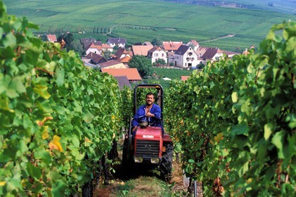 France, Haut Rhin, the Alsace Wine Route, Hunawihr village, labelled Les Plus Beaux Villages de France (The Most Beautiful Villages of France), tractor in the vineyard during the harvest