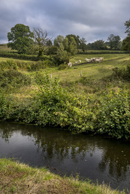 France, Nievre, Regional Natural Park of Morvan, herd of cows along the Rigole d'Yonne which draws water from the Yonne at Lake Pannecière and feeds the Nivernais Canal