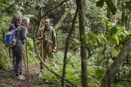 Rwanda, Province de l’Ouest, Nyakabuye, Parc national de Nyungwe, forêt tropicale humide naturelle de Cyamudongo, le garde de African Parks Claver Mtoyinkima guidant des touristes sur la piste des chimpanzés pendant un safari à pied