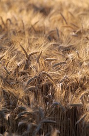 France, Hautes Alpes, ripening wheat in a field
