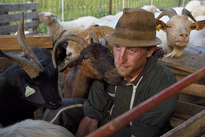 France, Alpes-Maritimes, Roya Valley (Nice hinterland), at the foot of the Mercantour National Park, Tende, Casterino in the Casterine valley, sheep hand milking in pastures, a goat gives a hug to the shepherd Georges Giordano
