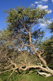 Namibie, région de Khomas, nord de Windhoek, Okapuka Ranch, acacia