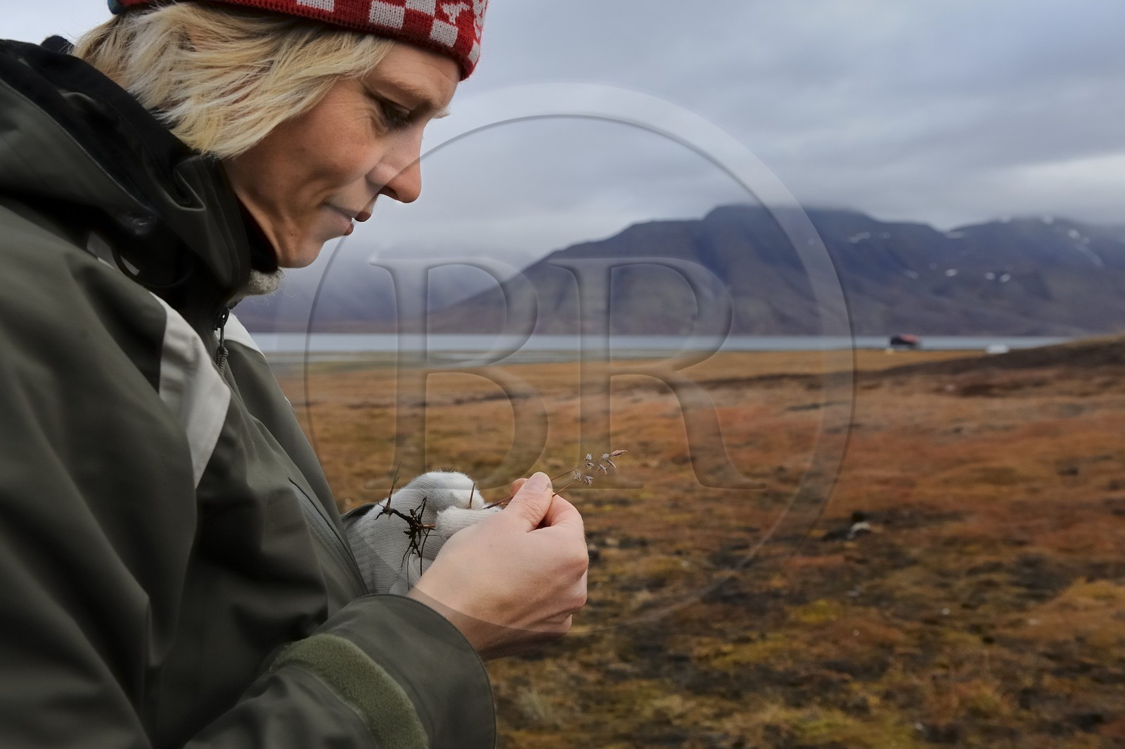 Norvège, Svalbard (Spitzberg), Longyearbyen, Permila de l'université de Svalbard étudiant un graminé