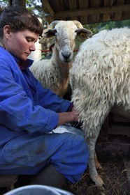 France, Alpes-Maritimes, Roya Valley (Nice hinterland), at the foot of the Mercantour National Park, Tende, Casterino in the Casterine valley, sheep hand milking in pastures by the shepherd Celine Giordano