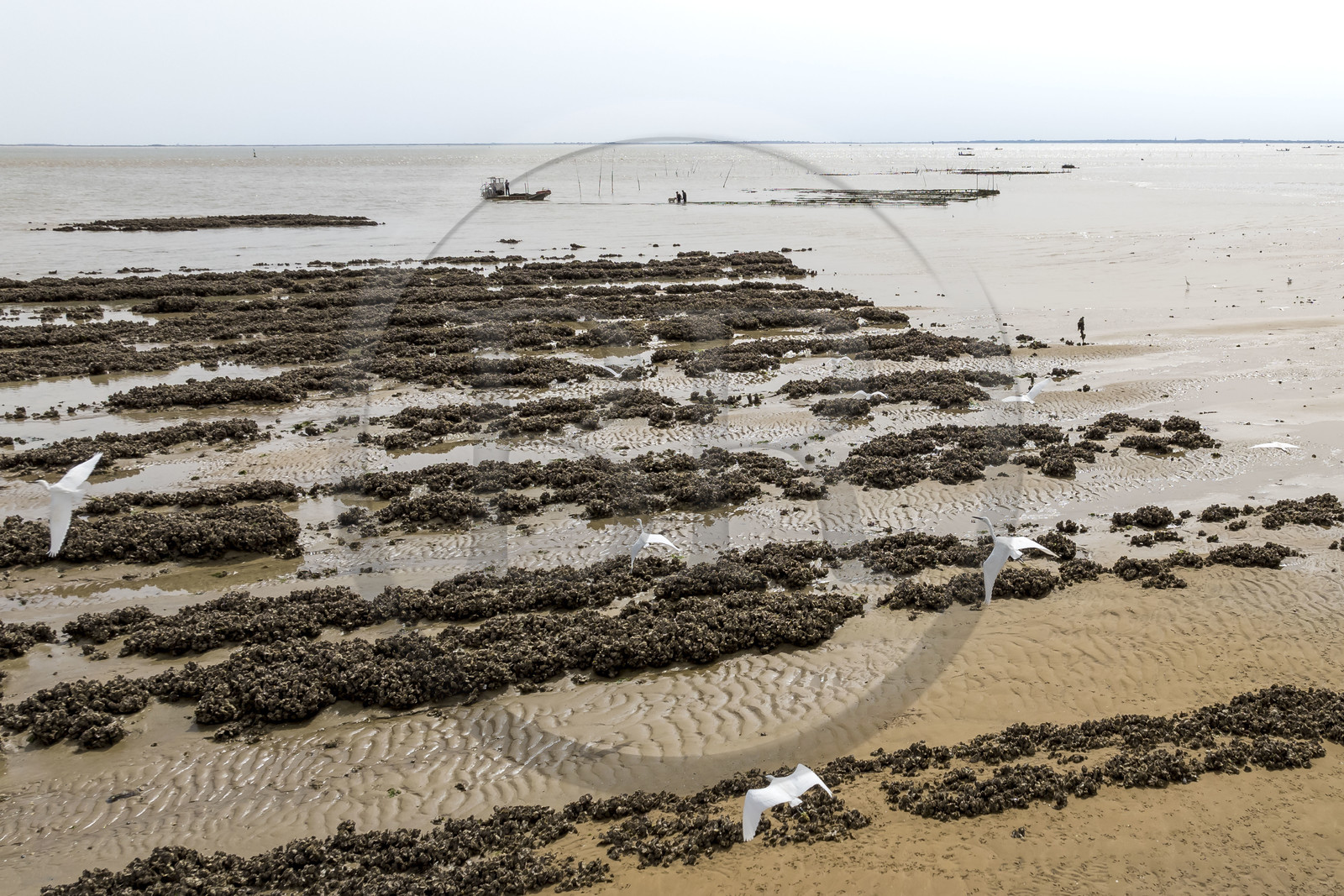 France, Charente Maritime, Oleron island, Dolus d’Oléron, the parks of the Marennes-Oléron basin in the Pertuis d'Antioche, Nadia Quillet and her husband Eric collect bags of crassostrea gigas in their oyster beds during the ebb tideAigrette-Garzettes flight (aerial view)