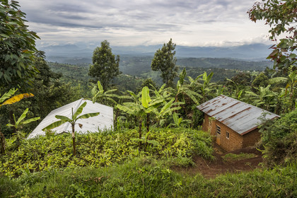 Rwanda, Province de l’Ouest, Nyakabuye, agriculture vivrière (bananes, patates douces ...) dans les collines, en arrière plan les montagnes du Congo