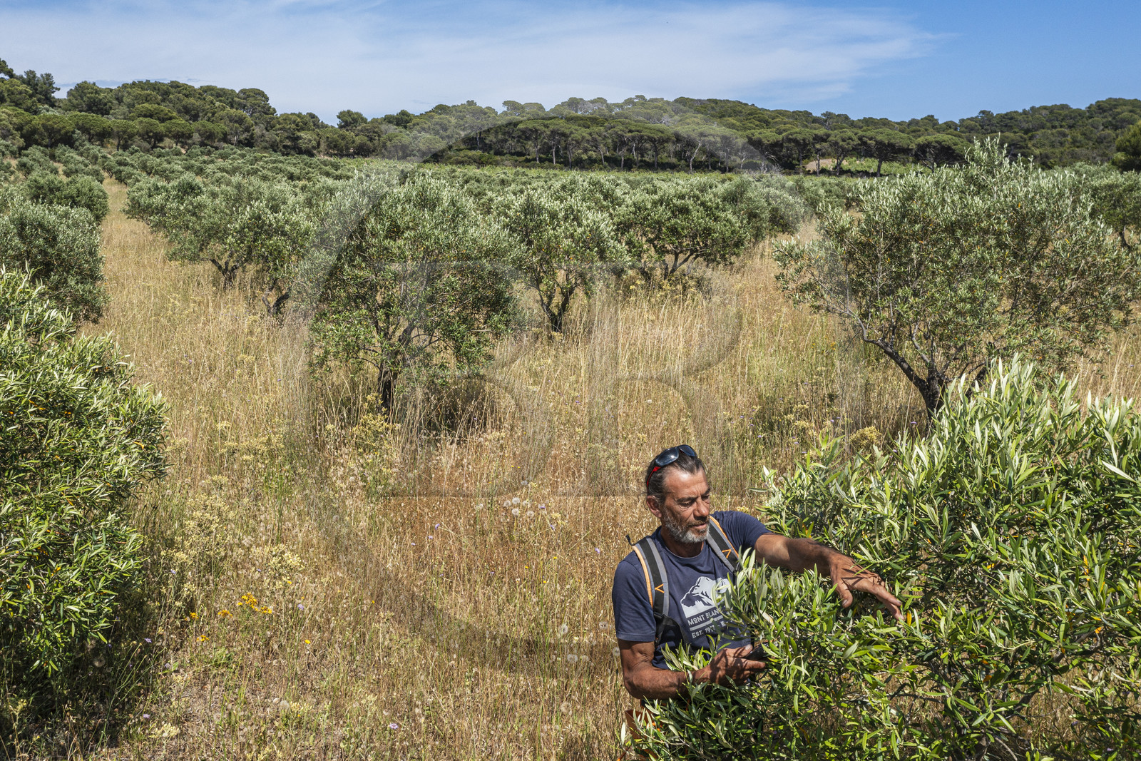 France, Var (83), Iles d'Hyères, parc national de Port Cros, Ile de Porquerolles, Conservatoire botanique national méditerranéen de Porquerolles, Bruno Dernazeau gère les vergers de collections d’oliviers (vue aérienne)