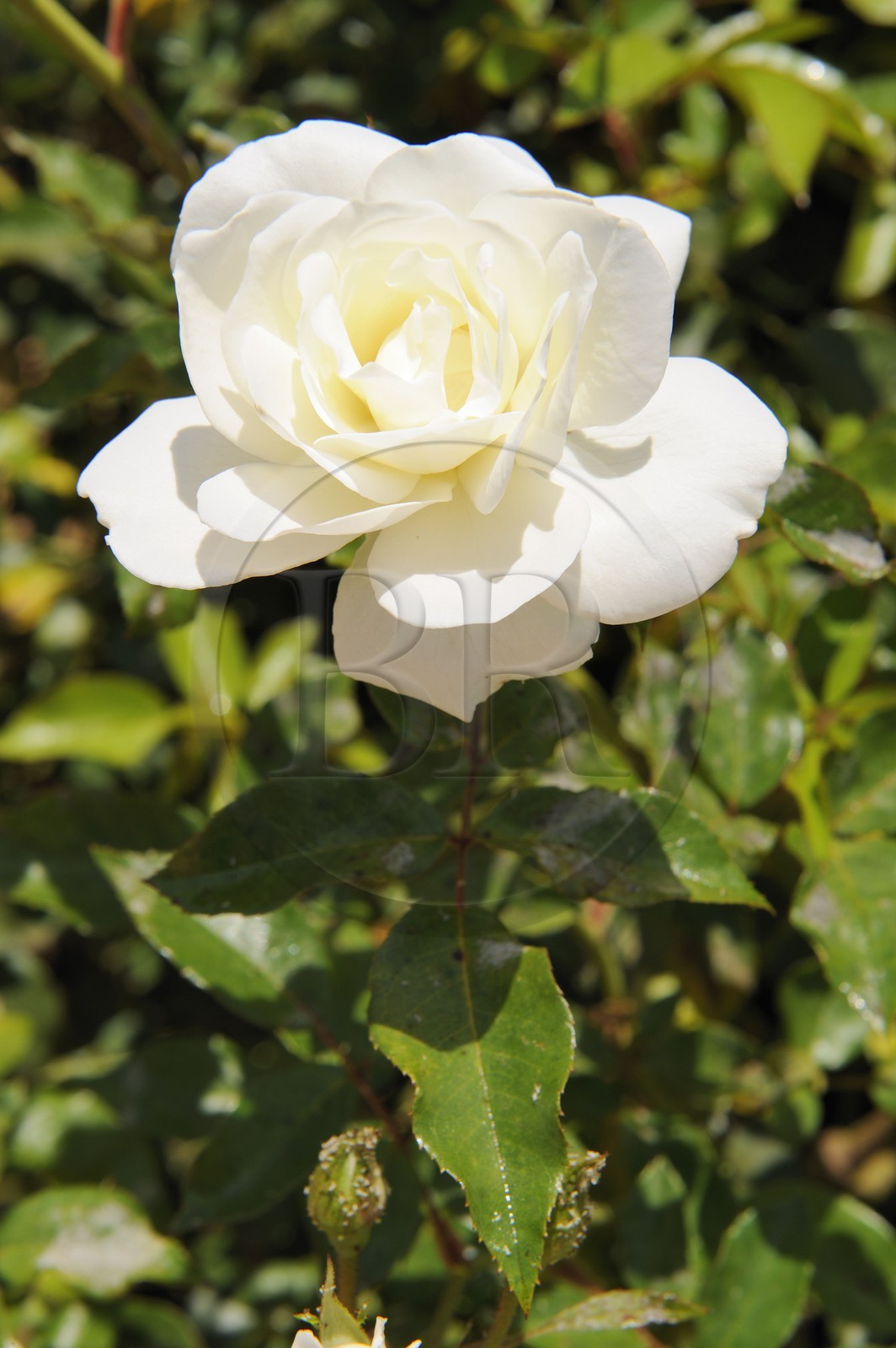 Maroc, région de Meknès, rose blanche
