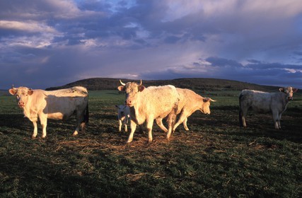 France, Cote d'Or, herd of cows