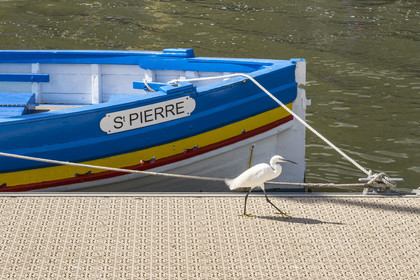 France, Hérault (34), Palavas-Les-Flots, aigrette garzette (Egretta garzetta) et bateau de pêche traditionnels sur le port
