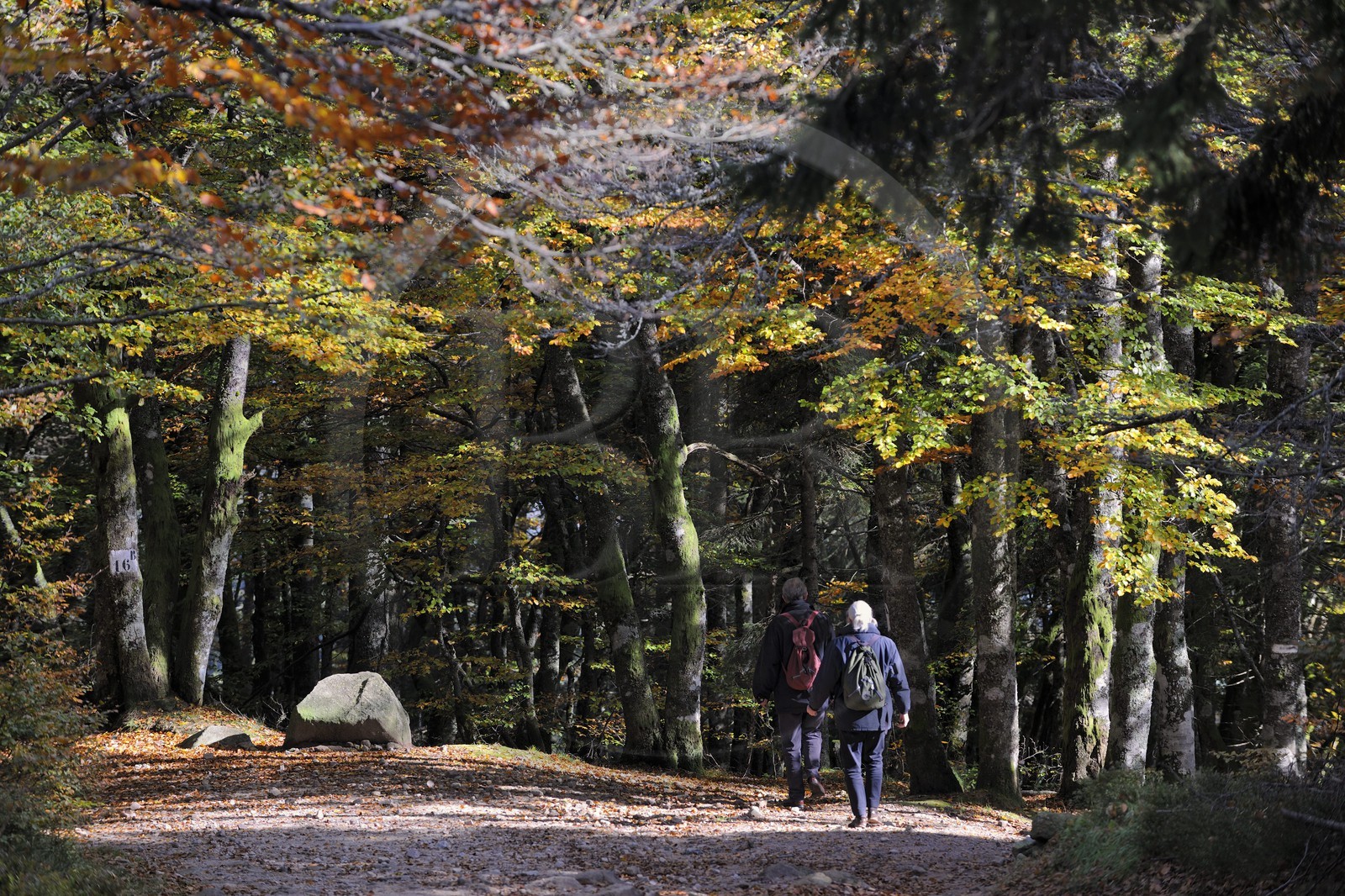France, Haut-Rhin (68), la route des Crêtes, randonneurs dans la forêt de la réserve naturelle de Tanet-Gazon-du-Faing