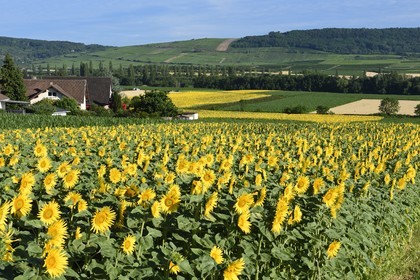 France, Bas Rhin, the Alsace Wine Route, Traenheim, sunflower field