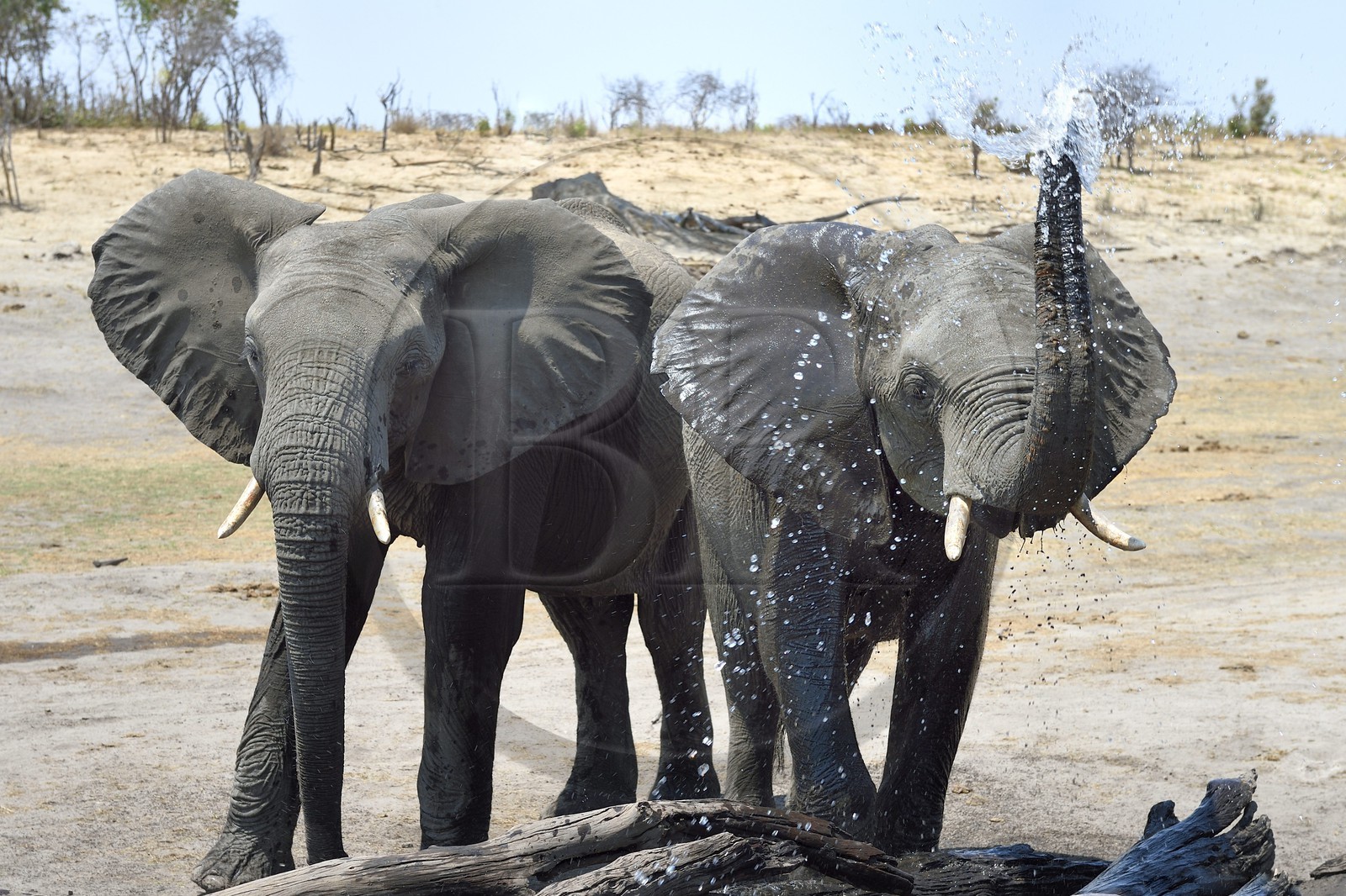 Zimbabwe, province de Matabeleland septentrional, parc national Hwange, éléphants sauvages d'Afrique (Loxodonta africana) autour d'un point d'eau