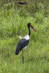 Rwanda, Parc national de l'Akagera, Jabiru d'Afrique ou Jabiru du Sénégal (Ephippiorhynchus senegalensis) femelle