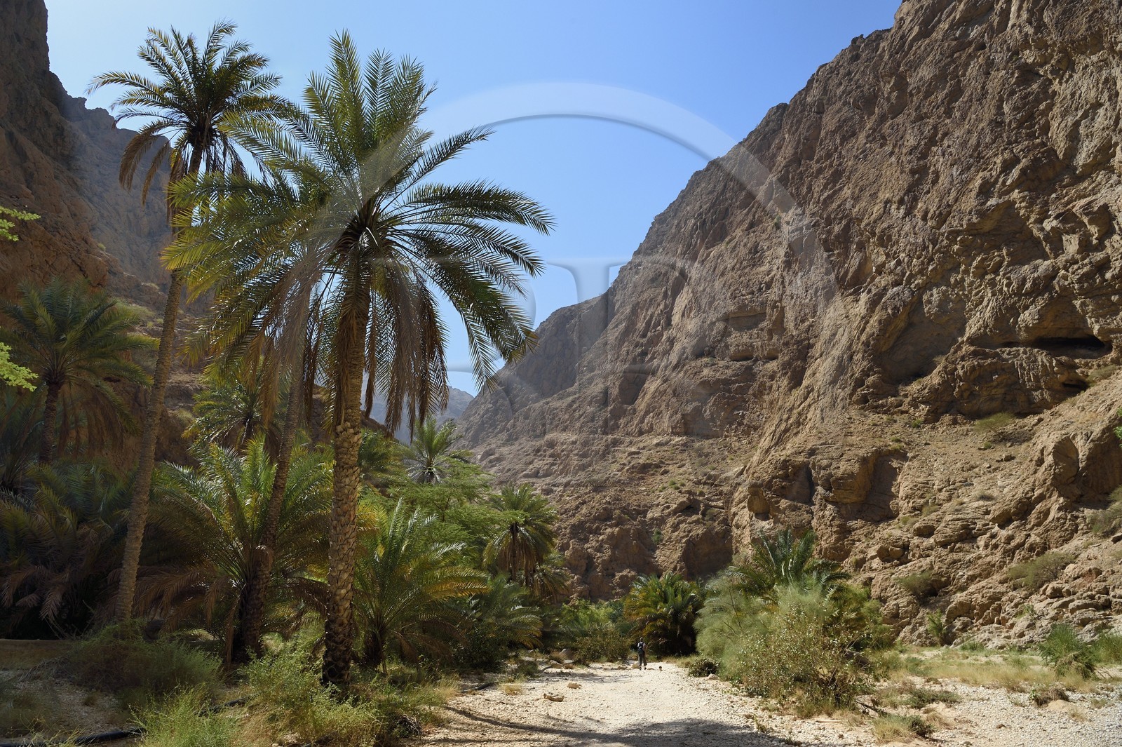 Sultanat d'Oman, région d'Ash Sharqiyah, Tiwi, randonneuse dans le Wadi ash Shab