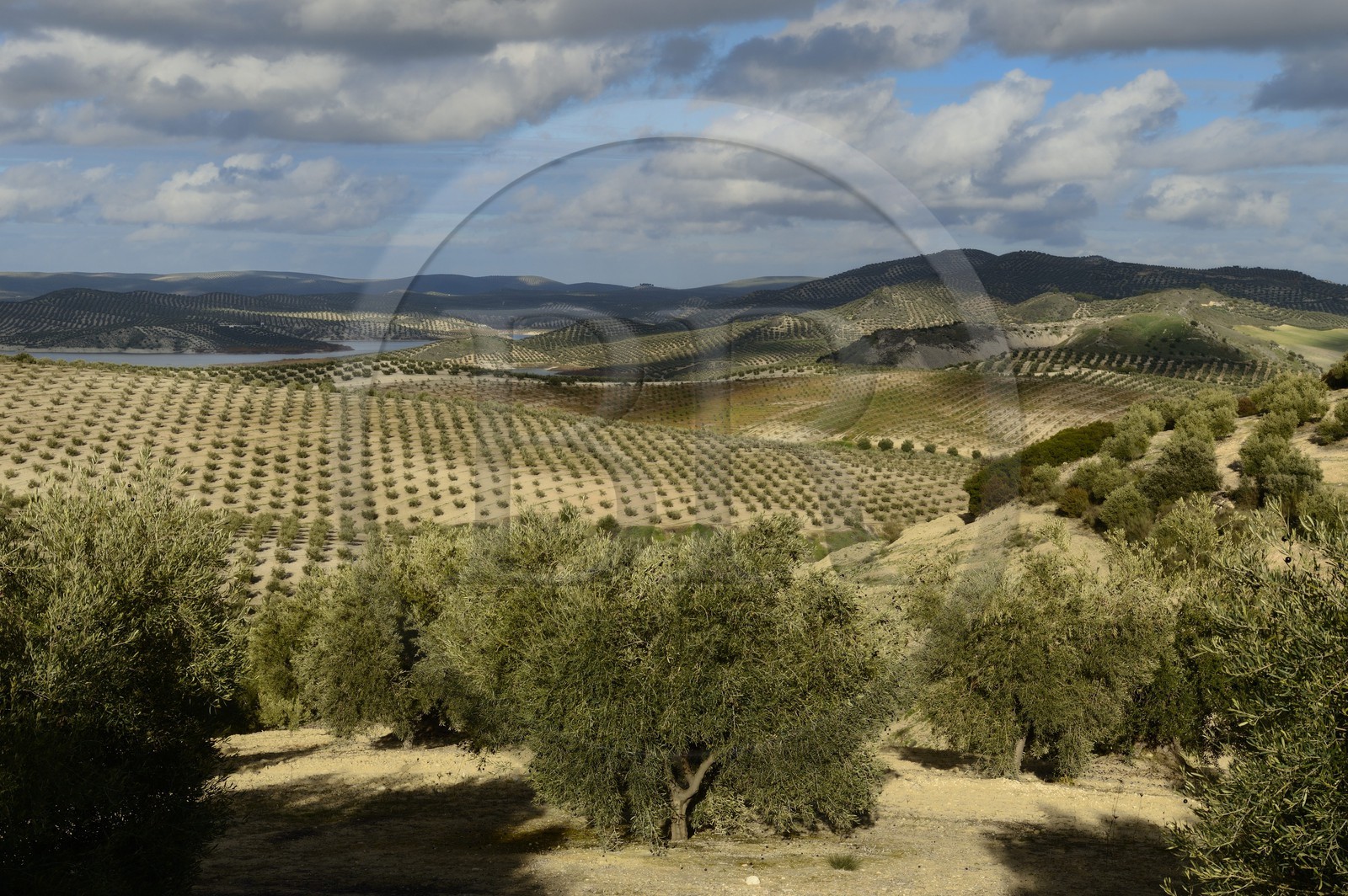 Espagne, Andalousie, province de Jaén, champs d'oliviers au sud de Martos entre Baena et Alcaudete