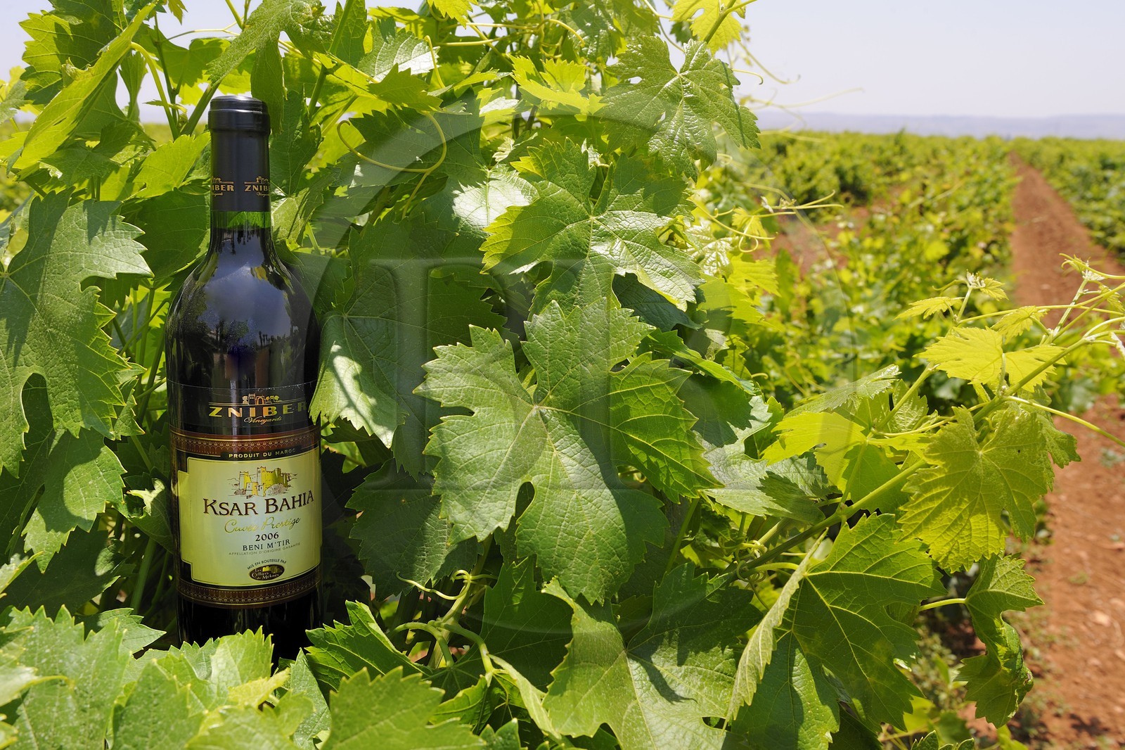 Maroc, région de Meknès, Boufakrane, Les Celliers de Meknès, vin AOG du Maroc