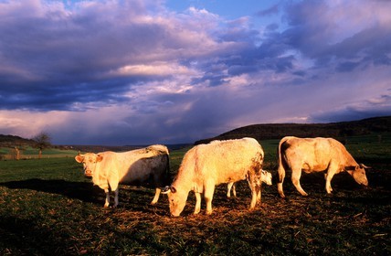 France, Côte-d'Or (21), Châteauneuf-en-Auxois, vaches
