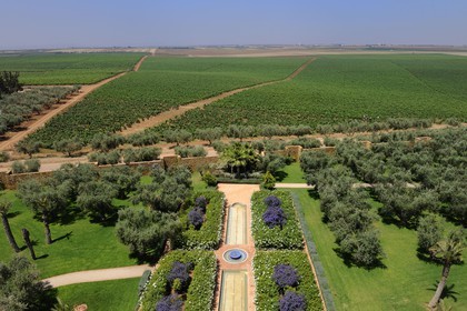 Morocco, Meknes Tafilalet Region, near Meknes, Boufakrane, Les Celliers de Meknes exploting vineyard