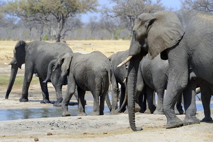 Zimbabwe, Matabeleland North Province, Hwange National Park, wild african elephants (Loxodonta africana) around a pond