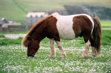 Royaume-Uni, Ecosse, les Shetland, poney typique des Shetland