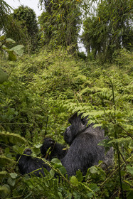 Rwanda, Province du Nord, Parc National des Volcans dans la chaine des Monts Virunga, mont Karisimbi, gorille des montagnes (Gorilla beringei beringei) du groupe Susa, male appelé dos argenté (silverback)
