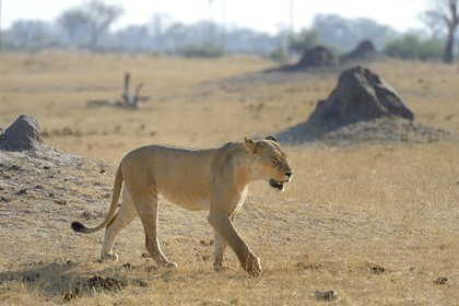 Zimbabwe, Matabeleland North Province, Hwange National Park, lion (Panthera leo)