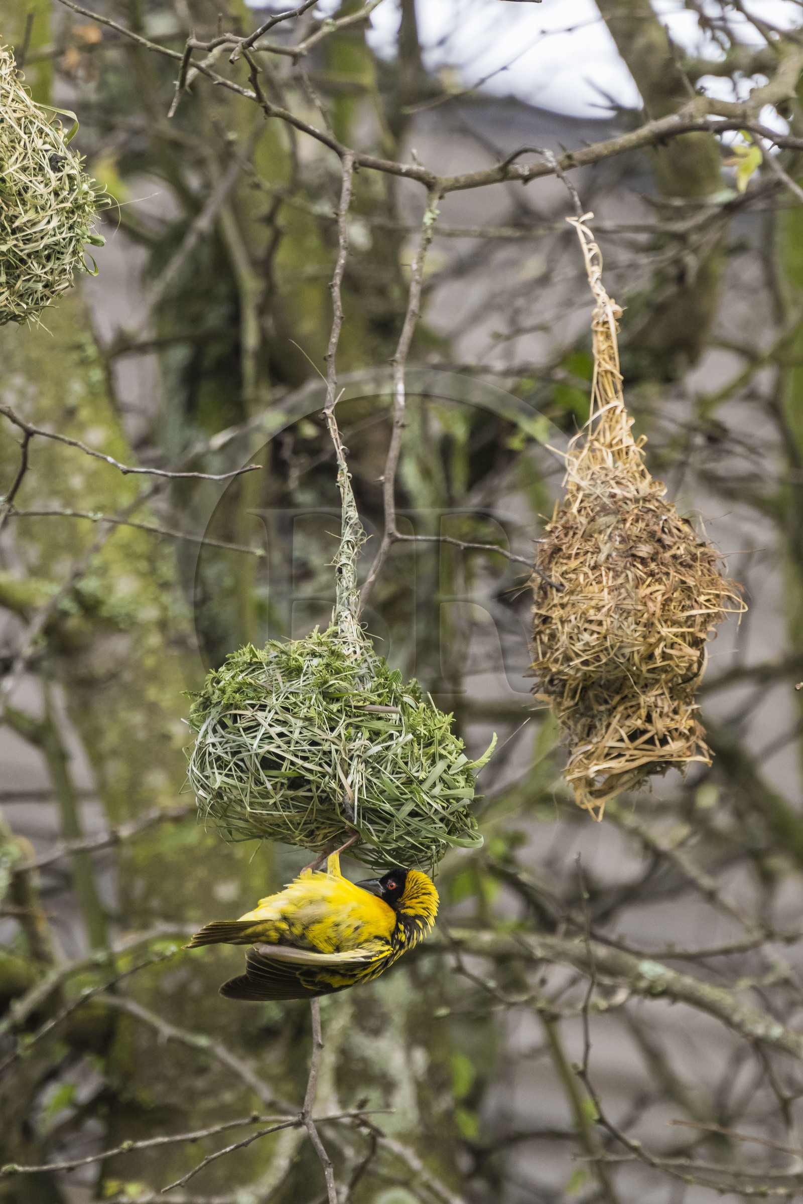 Rwanda, Parc national de l'Akagera, tisserin gendarme (Ploceus cucullatus) réalisant son nid