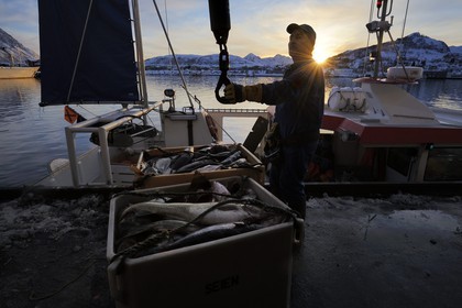 Norvège, Nordland, iles des Westeralen, port de Myre, débarquement du cabillaud skrei du bateau de pêche