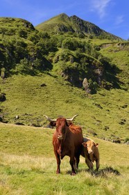 France, Cantal, monts du Cantal, Parc Naturel Régional des Volcans d'Auvergne (regional nature park of Auvergne volcanoes), cow of salers breed at the foot of Puy-Mary