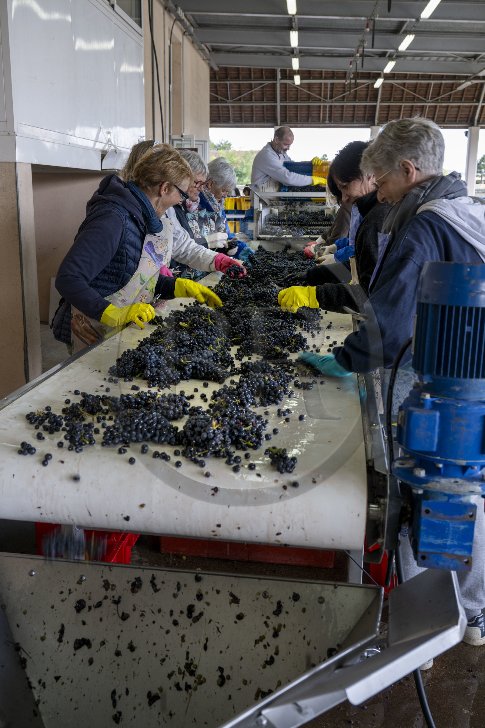 France, Côte-d'Or (21), les climats de Bourgogne classés Patrimoine Mondial de l'UNESCO, Beaune, Cuverie des Hospices de Beaune, trie et éraflage (ou égrappage), juste après la vendange et avant de presser le raisin, pour enlever la partie végétale
