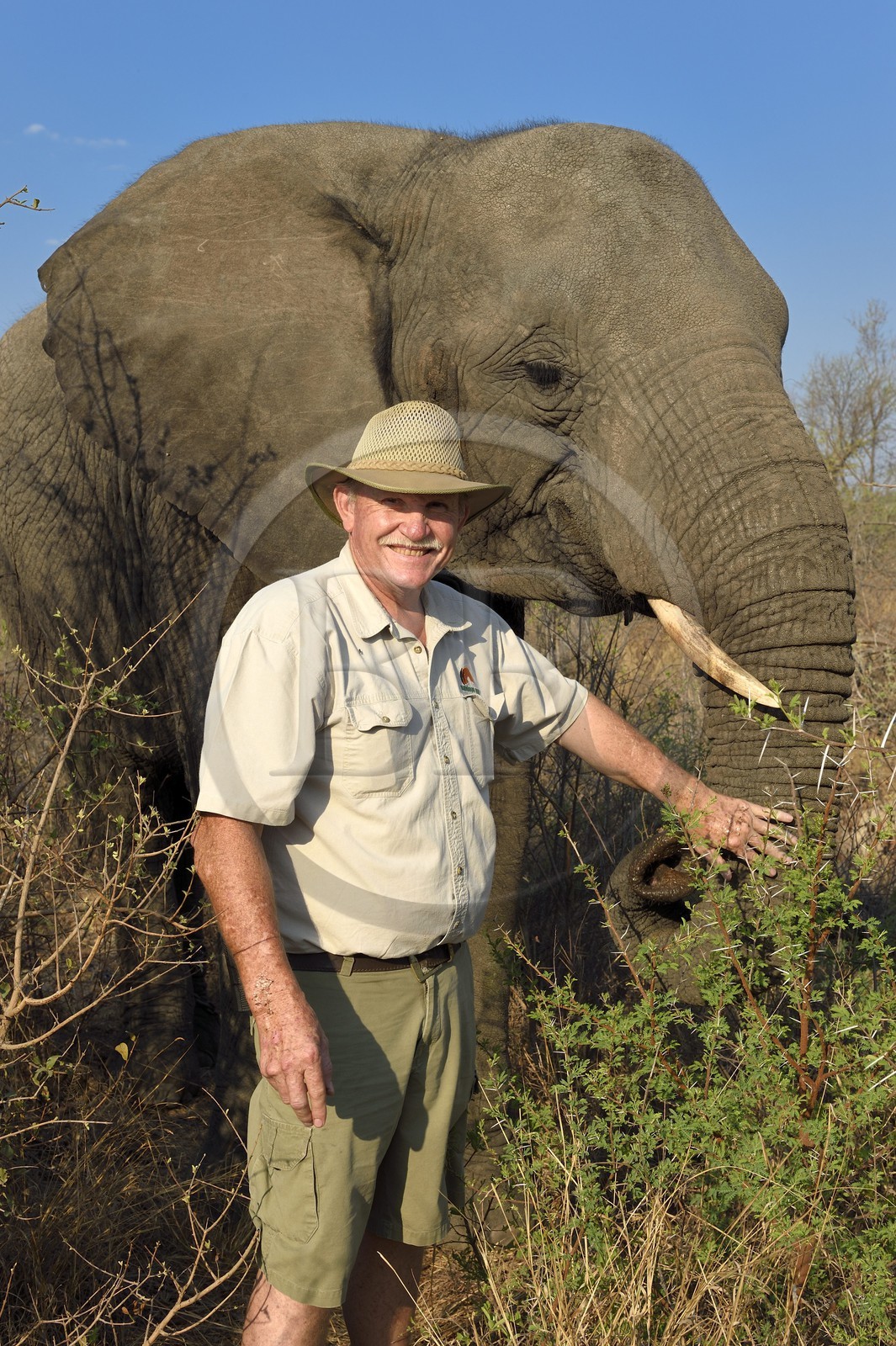 Zimbabwe, province des Midlands, Gweru, Antelope Park qui abrite ALERT (African Lion and Environmental Research Trust), le managing director Gary Jones avec un éléphant d'Afrique (Loxodonta africana)