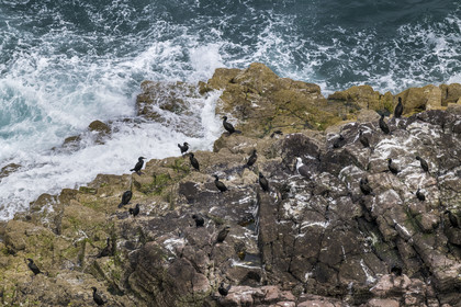 France, Côtes d'Armor (22), Grand Site de France Cap d'Erquy – Cap Fréhel, Plévenon, Cap Fréhel classé Natura 2000, rocher en grès de la Fauconnière où cohabitent des milliers d'oiseaux dont des cormorans