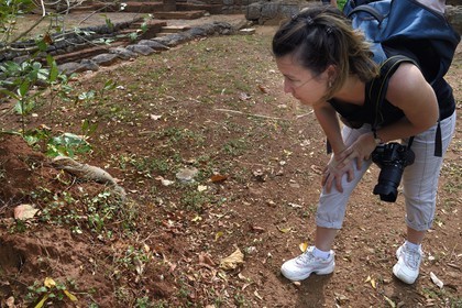 Sri Lanka, province centrale, district de Matale, Sigiriya, ville ancienne de Sigiriya classée patrimoine mondial de l'UNESCO, l'ancien palais forteresse du Rocher du Lion, varan du Bengale (Varanus bengalensis)