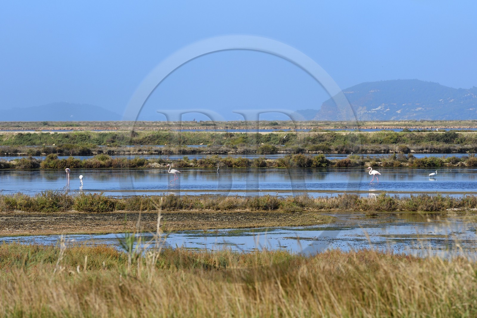 France, Var (83), Hyères, Etang des Pesquiers, flamants roses dans les anciens salins