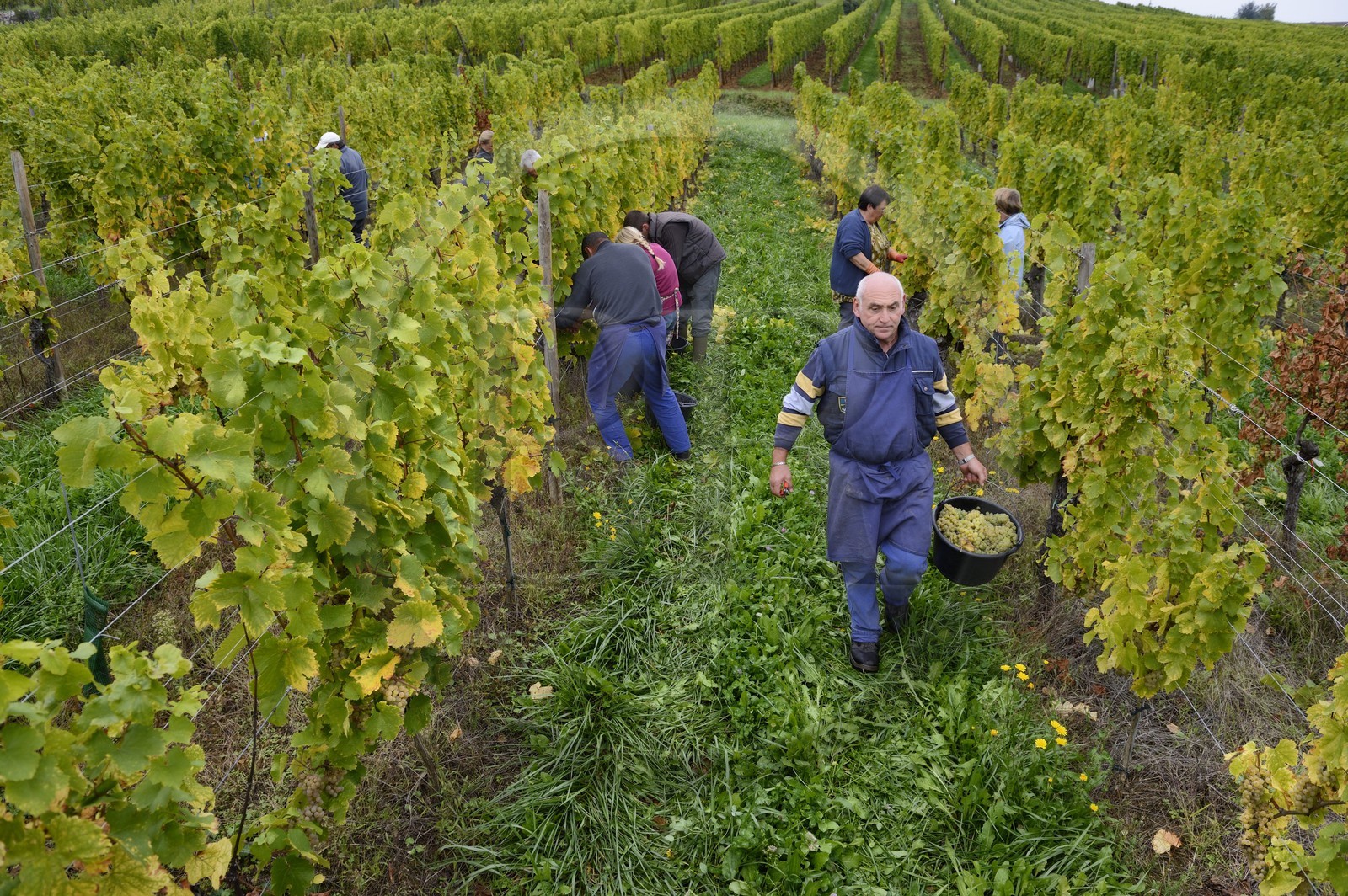 France, Bas-Rhin (67), Route des Vins d'Alsace, Mittelbergheim, labellisé Les Plus Beaux Villages de France, vendanges manuelles au domaine Wittmann