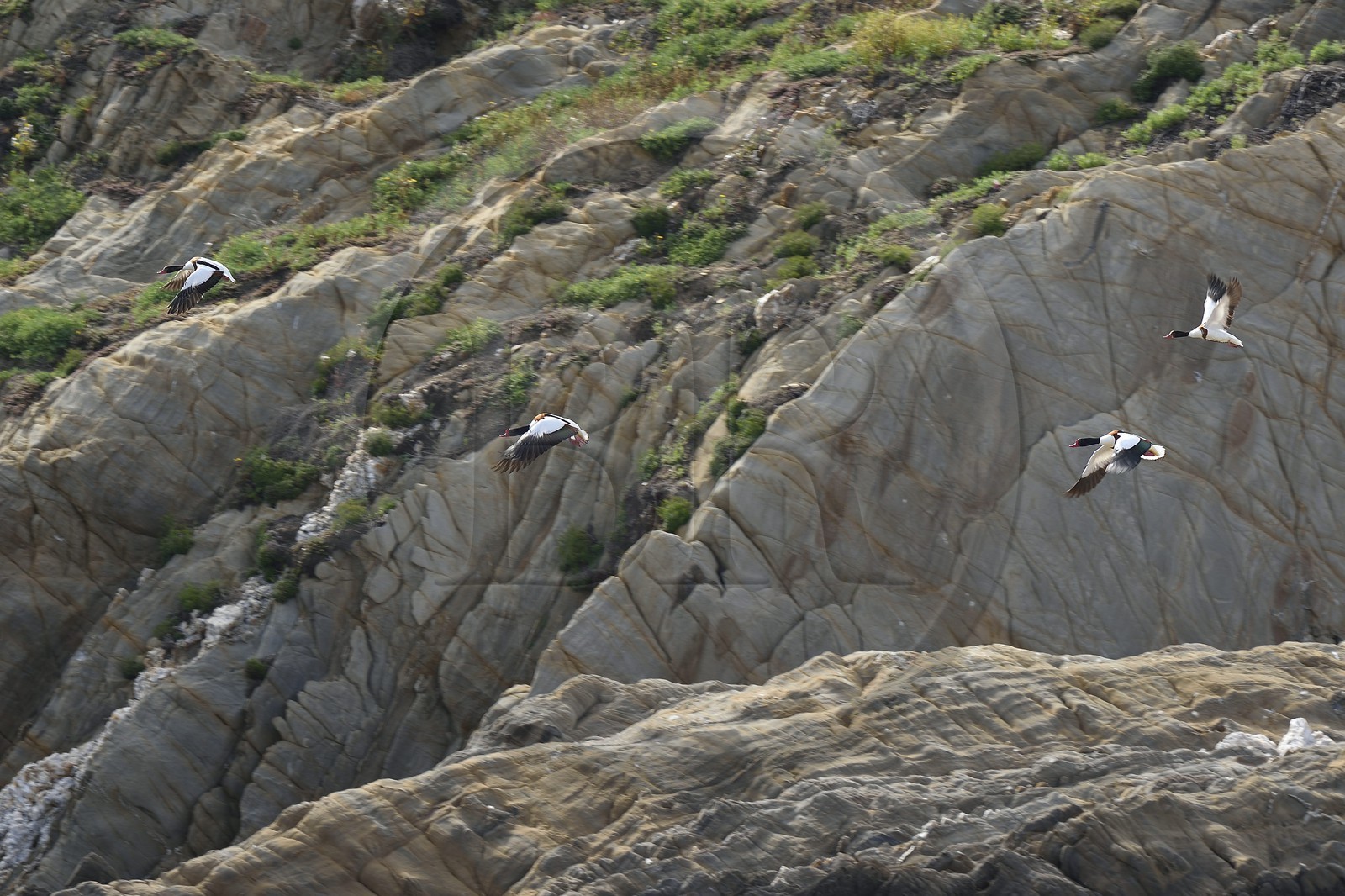 France, Var (83), Iles d'Hyères, parc national de Port Cros, Ile de Port-Cros, l'Ile de Bagaud qui est une réserve intégrale, tadornes de Belon (Tadorna tadorna)