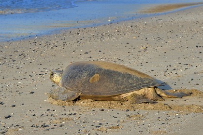France, Ile de Mayotte, Grande-Terre, Kani-Keli, plage de N’Gouja, tortue verte (Chelonia mydas) rejoignant la mer après la ponte