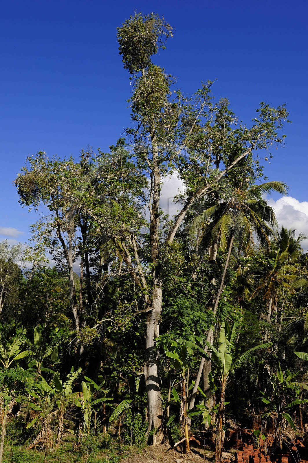 Tanzanie, région de Morogoro, les Monts Uluguru, Bombax est un genre d'arbres de la famille des Bombacaceae, les gangues des fruits produisent du kapok
