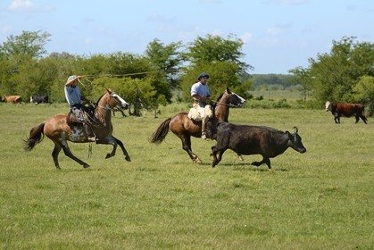 Argentine, province de Buenos Aires, San Antonio de Areco, estancia La Bamba de Areco, gauchos au travail pourchassant une vache au lasso