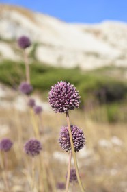 France, Bouches du Rhone, Marseille, Calanques National Park, archipelago of Frioul islands, Ratonneau island, flower of garlic
