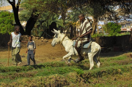 Egypt, Upper Egypt, Nubia, Nile Valley, Aswan, west bank, Nubian campaign, a young boy riding his donkey